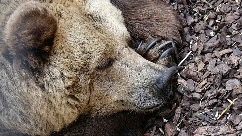 Celebrating The Gay Bear Community Blog Image (Background)